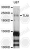 Talin 1 antibody, A4158, ABclonal Technology, Western Blot image 