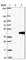 Family With Sequence Similarity 118 Member B antibody, HPA041644, Atlas Antibodies, Western Blot image 