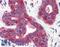 Surfeit 4 antibody, LS-A9867, Lifespan Biosciences, Immunohistochemistry frozen image 