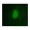 Emerin antibody, IQ324, Immuquest, Electron Microscopy image 