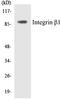 Integrin Subunit Beta 1 antibody, LS-C286209, Lifespan Biosciences, Western Blot image 