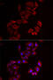 LIM Zinc Finger Domain Containing 1 antibody, 22-176, ProSci, Immunofluorescence image 