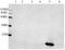 HBGF-1 antibody, LS-C203217, Lifespan Biosciences, Western Blot image 