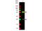 Biotin antibody, NB110-3647, Novus Biologicals, Western Blot image 