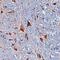 Canopy FGF Signaling Regulator 3 antibody, AF4429, R&D Systems, Immunohistochemistry paraffin image 