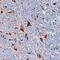 Canopy FGF Signaling Regulator 3 antibody, AF4429, R&D Systems, Immunohistochemistry paraffin image 