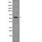 Docking Protein 2 antibody, PA5-64753, Invitrogen Antibodies, Western Blot image 