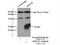 Actin Related Protein 2/3 Complex Subunit 5 Like antibody, 22025-1-AP, Proteintech Group, Immunoprecipitation image 