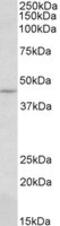 CAMP Responsive Element Binding Protein 3 antibody, TA320217, Origene, Western Blot image 