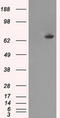 Tubulin Tyrosine Ligase Like 12 antibody, TA500806, Origene, Western Blot image 