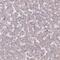 Tafazzin antibody, PA5-58836, Invitrogen Antibodies, Immunohistochemistry frozen image 