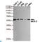 Rabbit IgG antibody, LS-C812314, Lifespan Biosciences, Western Blot image 