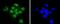 Small Ubiquitin Like Modifier 3 antibody, NBP2-67842, Novus Biologicals, Immunofluorescence image 