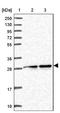 Geminin DNA Replication Inhibitor antibody, NBP2-14058, Novus Biologicals, Western Blot image 