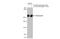 Fibronectin 1 antibody, GTX112794, GeneTex, Western Blot image 