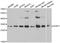 SURF1 Cytochrome C Oxidase Assembly Factor antibody, orb247610, Biorbyt, Western Blot image 