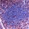 Leukosialin antibody, PA5-32326, Invitrogen Antibodies, Immunohistochemistry frozen image 