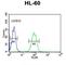 Nuclear Autoantigenic Sperm Protein antibody, abx032340, Abbexa, Western Blot image 