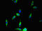 Anoctamin 4 antibody, LS-C395335, Lifespan Biosciences, Immunofluorescence image 