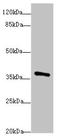 POU domain, class 4, transcription factor 3 antibody, LS-C676287, Lifespan Biosciences, Western Blot image 