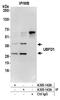 Ubiquitin Family Domain Containing 1 antibody, A305-142A, Bethyl Labs, Immunoprecipitation image 