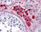 Adenosine A2a Receptor antibody, TA340803, Origene, Immunohistochemistry frozen image 