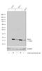 ISG15 Ubiquitin Like Modifier antibody, PA5-17461, Invitrogen Antibodies, Western Blot image 