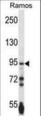 Protocadherin Gamma Subfamily A, 3 antibody, LS-C163438, Lifespan Biosciences, Western Blot image 