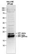Chromobox 5 antibody, NBP2-59154, Novus Biologicals, Western Blot image 