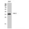 Docking Protein 5 antibody, LS-C383186, Lifespan Biosciences, Western Blot image 