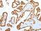 TIGD5 antibody, PA5-51180, Invitrogen Antibodies, Immunohistochemistry paraffin image 