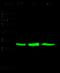 Adenylate Kinase 4 antibody, 12406-R010, Sino Biological, Western Blot image 