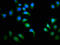 Cyclin D3 antibody, LS-C375405, Lifespan Biosciences, Immunofluorescence image 