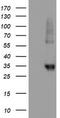 Neuroplastin antibody, LS-C173801, Lifespan Biosciences, Western Blot image 