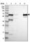 Aldehyde Dehydrogenase 4 Family Member A1 antibody, HPA006401, Atlas Antibodies, Western Blot image 