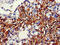 Acyl-CoA Dehydrogenase Short/Branched Chain antibody, CSB-PA001128LA01HU, Cusabio, Immunohistochemistry frozen image 