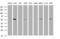 Tripartite Motif Containing 39 antibody, MA5-26204, Invitrogen Antibodies, Western Blot image 