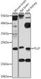 Plasmolipin antibody, 16-267, ProSci, Western Blot image 