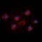 Fibroblast Growth Factor 18 antibody, orb393287, Biorbyt, Immunocytochemistry image 