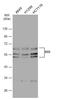 Embryonic Ectoderm Development antibody, GTX634650, GeneTex, Western Blot image 