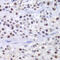 Histone Acetyltransferase 1 antibody, 22-046, ProSci, Immunohistochemistry frozen image 