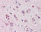 Nitric Oxide Synthase 1 antibody, ADI-KAP-NO030-D, Enzo Life Sciences, Immunohistochemistry paraffin image 