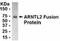 Aryl Hydrocarbon Receptor Nuclear Translocator Like 2 antibody, NB100-75238, Novus Biologicals, Western Blot image 