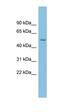 Estrogen Related Receptor Gamma antibody, orb330422, Biorbyt, Western Blot image 