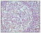 CD19 antibody, STJ97910, St John