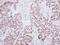 LIM Homeobox 4 antibody, NBP2-15010, Novus Biologicals, Immunohistochemistry paraffin image 