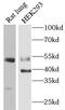 Caspase 12 (Gene/Pseudogene) antibody, FNab01286, FineTest, Immunohistochemistry frozen image 