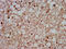 Mohawk Homeobox antibody, CSB-PA818257LA01HU, Cusabio, Immunohistochemistry frozen image 