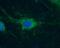 Hyperpolarization Activated Cyclic Nucleotide Gated Potassium Channel 1 antibody, GTX54823, GeneTex, Immunocytochemistry image 