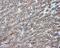 Nitrilase Family Member 2 antibody, GTX84036, GeneTex, Immunohistochemistry paraffin image 